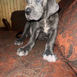 Teal blue boy - Blue male Great Dane puppy in Georgia from Night Magic Danes