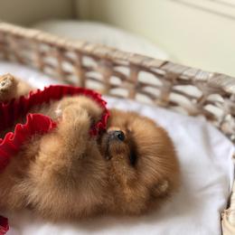 Baby Scarlett - Orange female Pomeranian puppy in Sacramento, California from Carousel Poodles & Pomeranians