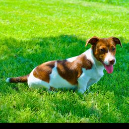 Stetson - Jack Russell Terrier