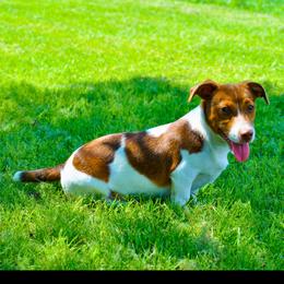 Stetson - Jack Russell Terrier