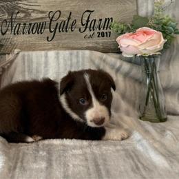 Cooper - White and red male Border Collie puppy in Moody, Texas from Narrow Gate Farm