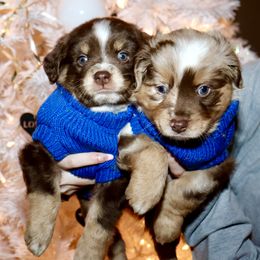 Golden Retriever and Miniature Australian Shepherd Puppies from Raised Right Pups