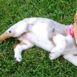 American Corgis and Pembroke Welsh Corgis from Nimocks Corgis