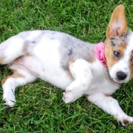 American Corgis and Pembroke Welsh Corgis from Nimocks Corgis