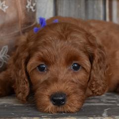 Goldendoodles, Golden Retrievers, Irish Doodles, Irish Setters, and Poodles from Toodles Goldendoodles