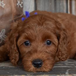 Goldendoodles, Golden Retrievers, Irish Doodles, Irish Setters, and Poodles from Toodles Goldendoodles