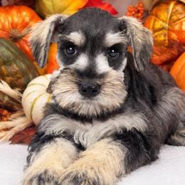 Gypsy Female 1 - Salt and pepper female Miniature Schnauzer puppy in Pageland, South Carolina from New Haven Farms