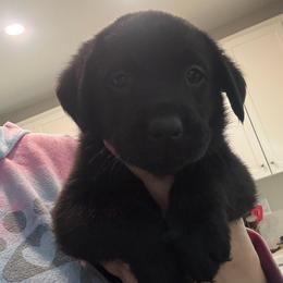 Brown - Black female Labrador Retriever puppy in Menifee, California from The Golden Leash Kennels