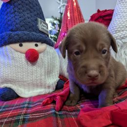 Labrador Retriever Puppies from Starfire Labradors