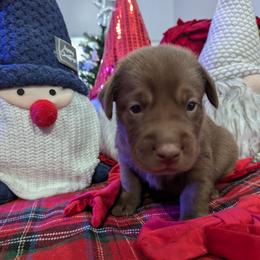 Labrador Retriever Puppies from Starfire Labradors