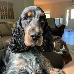 English Springer Spaniels from Cold Mountain Springers