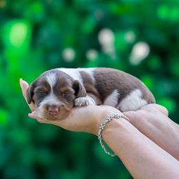 Noodle - Piebald male Dachshund puppy in Fort Myers, Florida from Blossom Paws