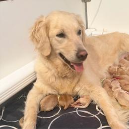 Andie - Golden Retriever