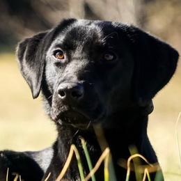 Labrador Retrievers from Abe Turner