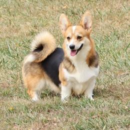 Sunday - Black and tan female Pembroke Welsh Corgi puppy in Pollock, Missouri from Northstar