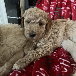 Sugar Plum - Apricot female Poodle puppy in Clearwater, Florida from Poodle Majesty