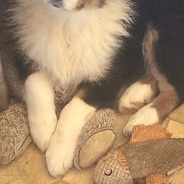 Rocky Road - Black tri-color male Australian Shepherd puppy in Elk Creek, Missouri from Hearts on Fire Australian Shepherds