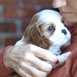 Monte - Blenheim male Cavalier King Charles Spaniel puppy in Greensboro, North Carolina from Hyde Park Cavaliers