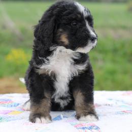 Bernedoodle and Sheepadoodle Puppies from Cooper Creek Puppies