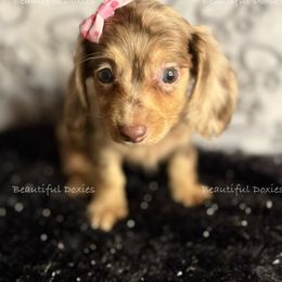 Paloma - Dapple female Dachshund puppy in Washington from Beautiful Doxies