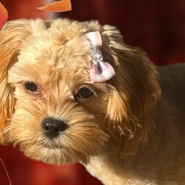 Morkies from Kay’s Cutie Poos
