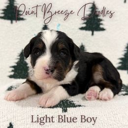 Light Blue Boy - Tri-color male Bernedoodle puppy in Rochester, New York from Point Breeze Doodles, LLC