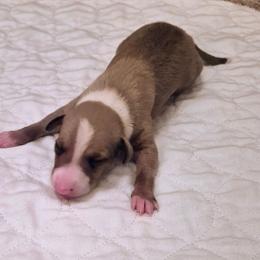 Sparky - Tuncap's Number Cruncher - Blue fawn male Italian Greyhound puppy in Porter, Texas from Tuncap's Italian Greyhounds