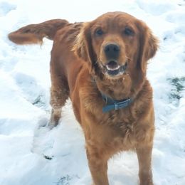 Cana - Golden Retriever