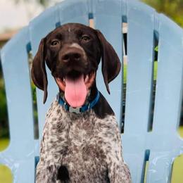 German Shorthaired Pointers from Wilson’s Pointers