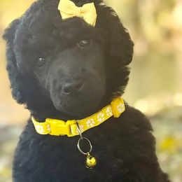 Miss Yellow Collar - Blue female Poodle puppy in Screven, Georgia from Dreamland Standard Poodles