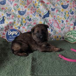 Pink (sable) - Sable female German Shepherd puppy in Motley, Minnesota from Von Thomson Haus