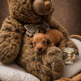 SULLY - Red male Dachshund puppy in Greenfield, Ohio from Buck Run Creek Dachshunds