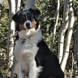 Angel (freckles) - Australian Shepherd