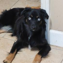Baler - Miniature Australian Shepherd