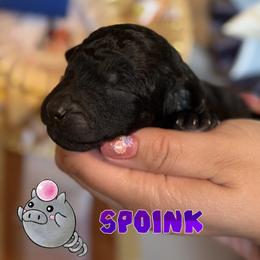 Spoink - Black female Poodle puppy in Ephrata, Washington from NCR Ranch
