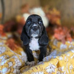 Sunfyre - Black and white female Basset Hound puppy in Valley, Washington from Enchanted Valley Paws