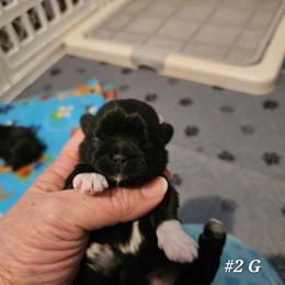 2nd born girl - Black and white female Shih Tzu puppy in Havelock, North Carolina from Sugar Paws Heavenly Shih Tzu’s