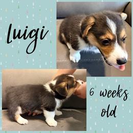 Luigi - Black and tan male Pembroke Welsh Corgi puppy in Dickinson, Texas from Careaga Farms