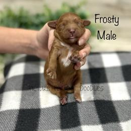 Frosty - Apricot male Cavapoo puppy in St George, Utah from Picture Perfect Doodles
