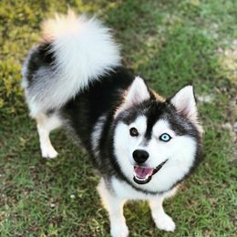 Rogue - Pomsky