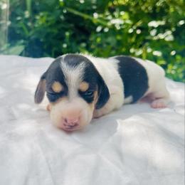 Black and Cream Girl - Black and cream female Dachshund puppy in California from Wild Weenies - Dachshund Ranch