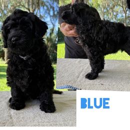Blue collar - Black male Portuguese Water Dog puppy in Woodburn, Kentucky from Allegiance Portuguese Water Dogs