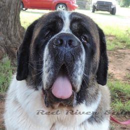Dylan - Saint Bernard
