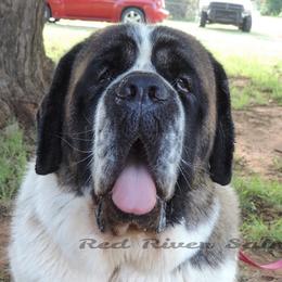 Dylan - Saint Bernard