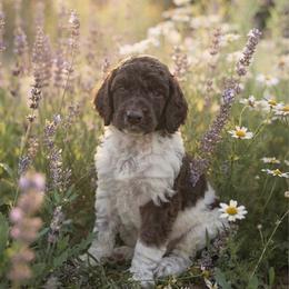 Kimi - Parti female Poodle puppy in Spring Hills, Florida from The Olympus Standard Poodle
