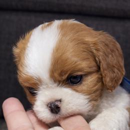 Navy - Blenheim male Cavalier King Charles Spaniel puppy in Greensboro, North Carolina from Hyde Park Cavaliers