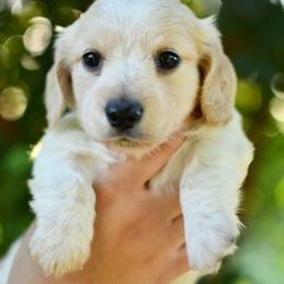 Scone - Piebald male Dachshund puppy in Youngstown, Florida from Paradox Dachshunds