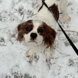 Cavalier King Charles Spaniel Puppies from Stonecoal Cavaliers