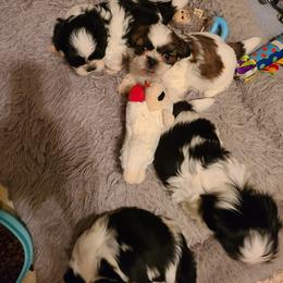 Shih Tzu Puppies from Tammy's Shihtzu Shack