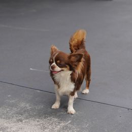 Ines - Chihuahua